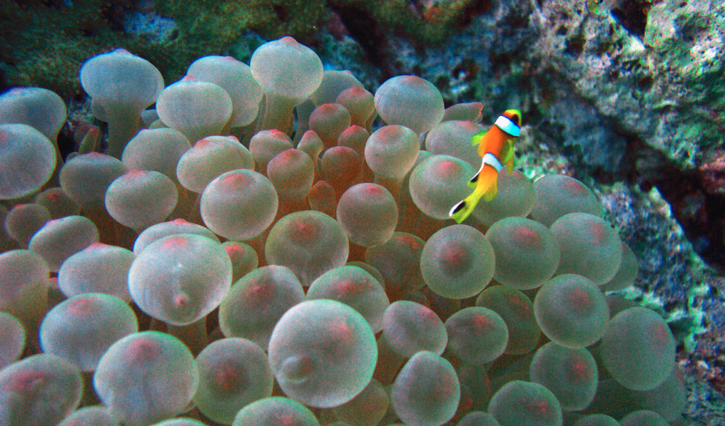 http://www.flickr.com/photos/naeemebrahimjee/4880165291/ The Underwater World